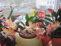 5 ноября 2020 г