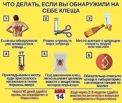 Осторожно - клещи!
