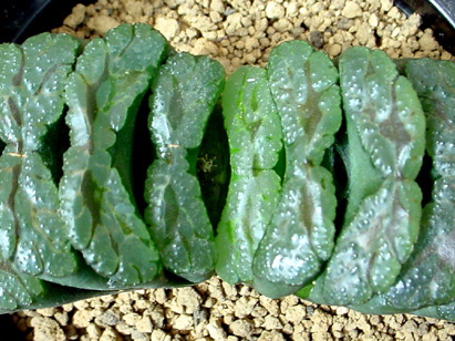 H truncata Kageboshi01