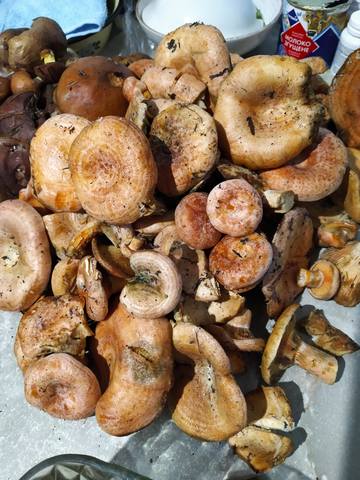 Чайная беседка