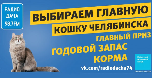 Разыскивается главная кошка Челябинска: на «Радио Дача» стартовал конкурс для усатых-полосатых
