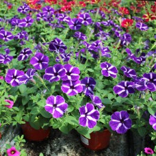 Cascadias Purple Gem-228x228