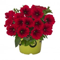 Potunia Plus Red-228x228