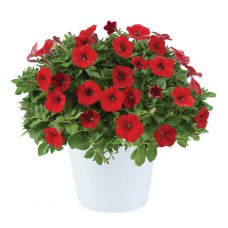 Littletunia Bright Red-228x228