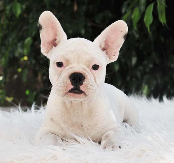 White-French-Bulldog-Puppy-Picture1