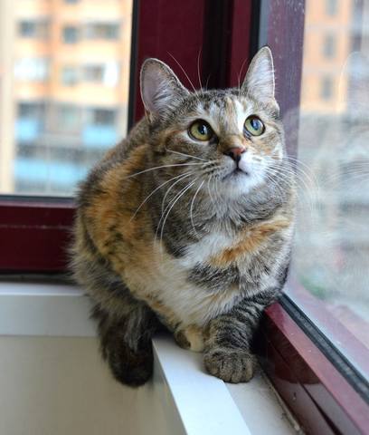 Кошка муся