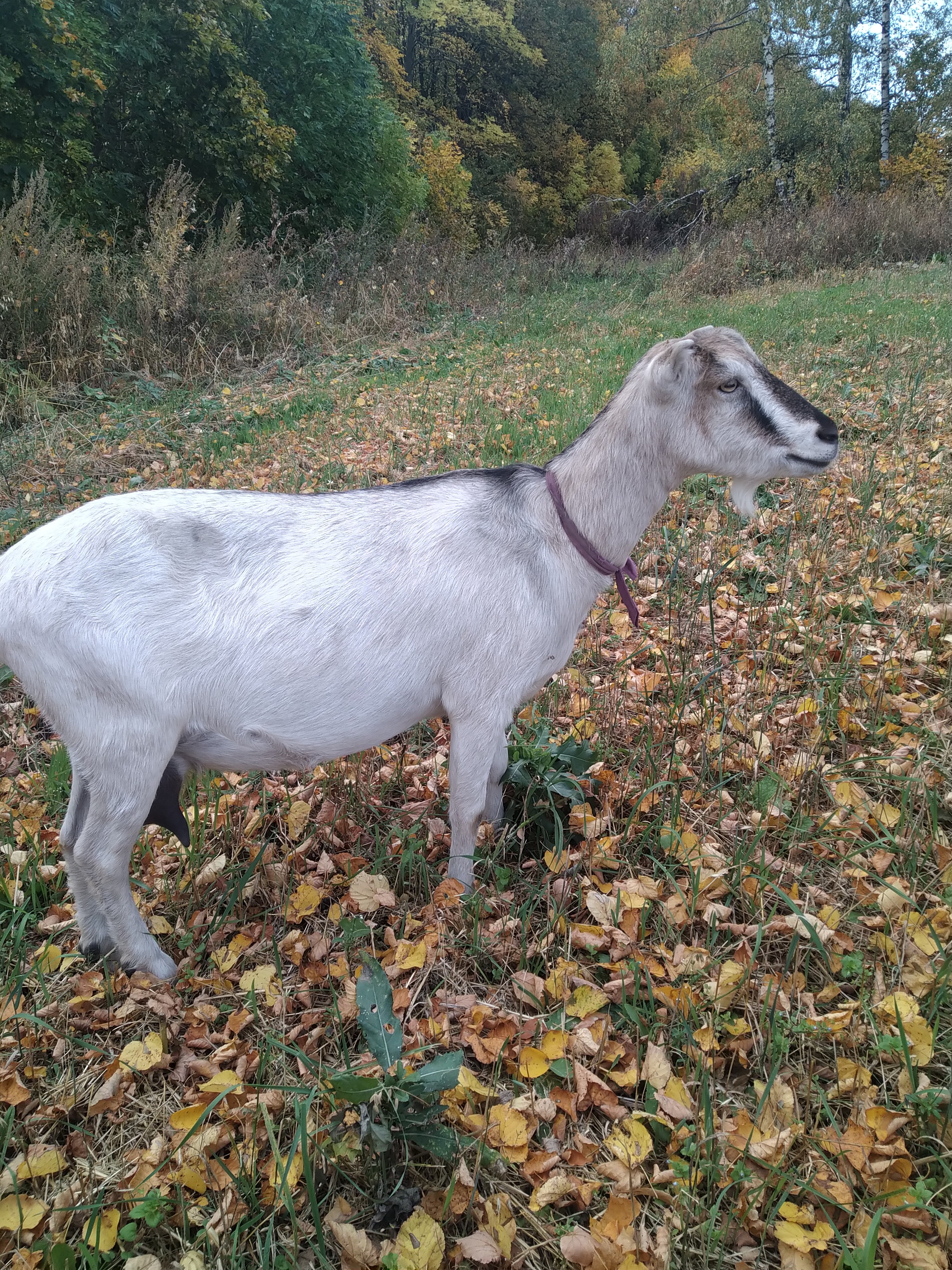 Лама- ламанча