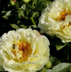 лемон шифон1