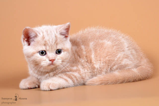 Tapтaлeтки & Ко