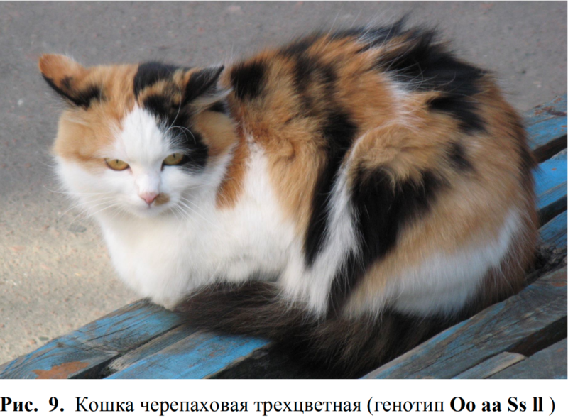 Tapтaлeтки & Ко