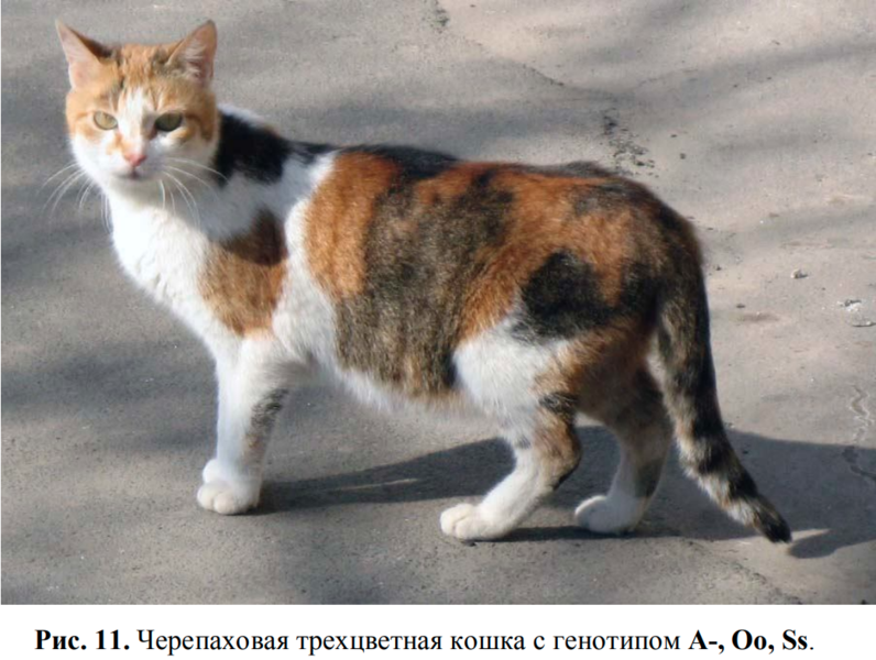 Tapтaлeтки & Ко