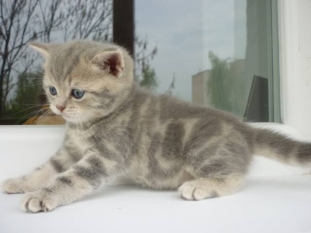 Tapтaлeтки & Ко