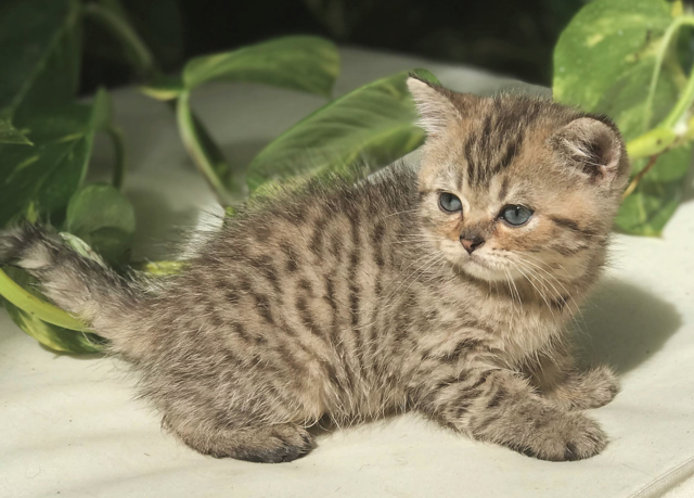 Tapтaлeтки & Ко