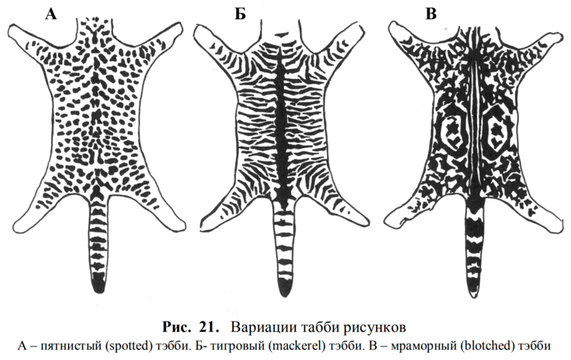 Tapтaлeтки & Ко