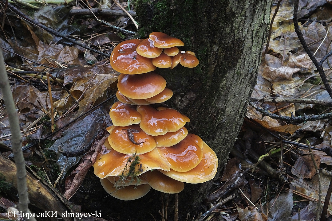 фламмулина бархатистоножковая