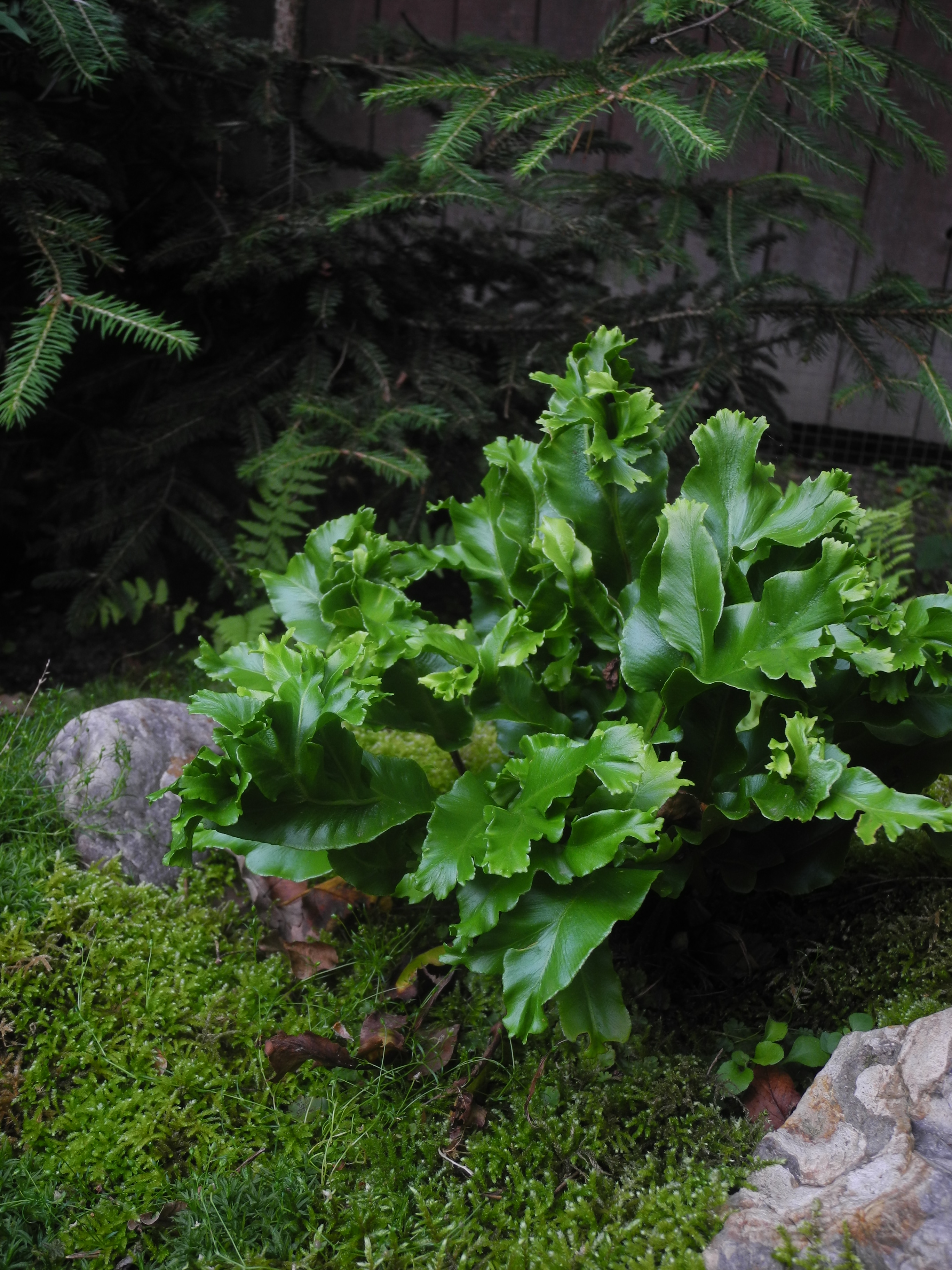 мох и папор