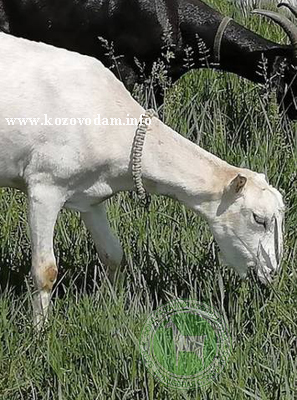 CELEBRIAN ELIZAVETA 3 Kristinara