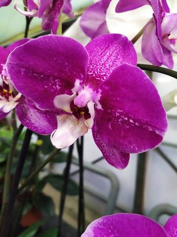 Чайная беседка