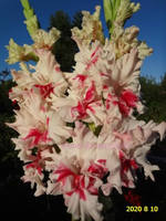 РЯБИНА НА СНЕГУ (7)