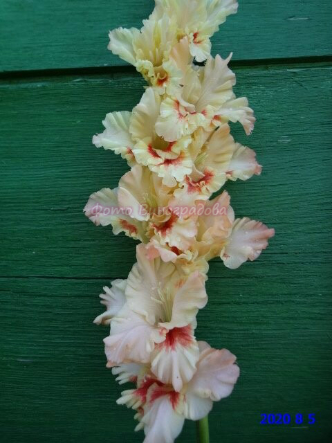 ВЕСЕННЯЯ СКАЗКА (3)