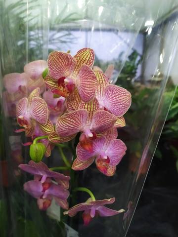 Чайная беседка