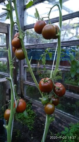 Томат Черный принц