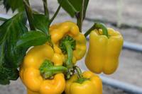 Перец ТурбинTurbine