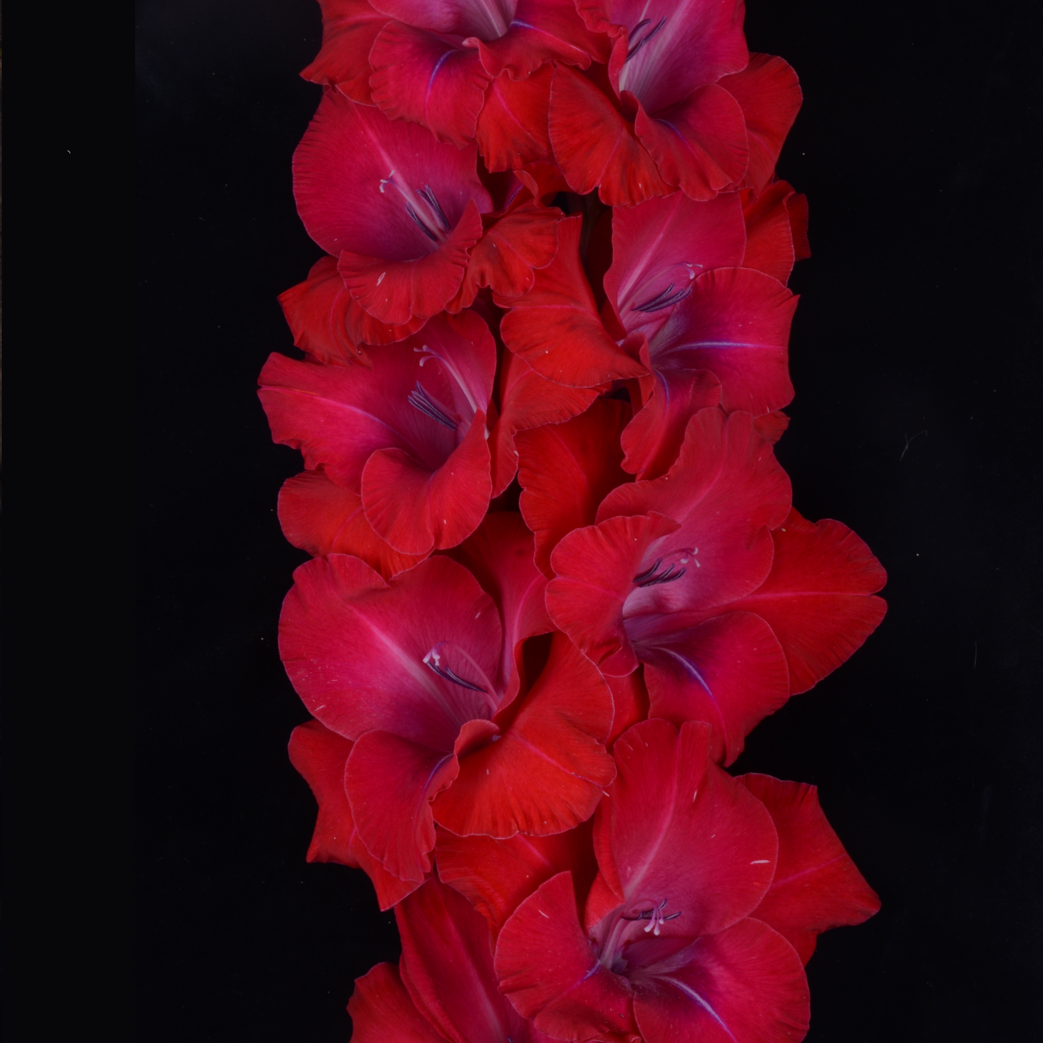 Гладиолус крупноцветковый Аленький Цветочек