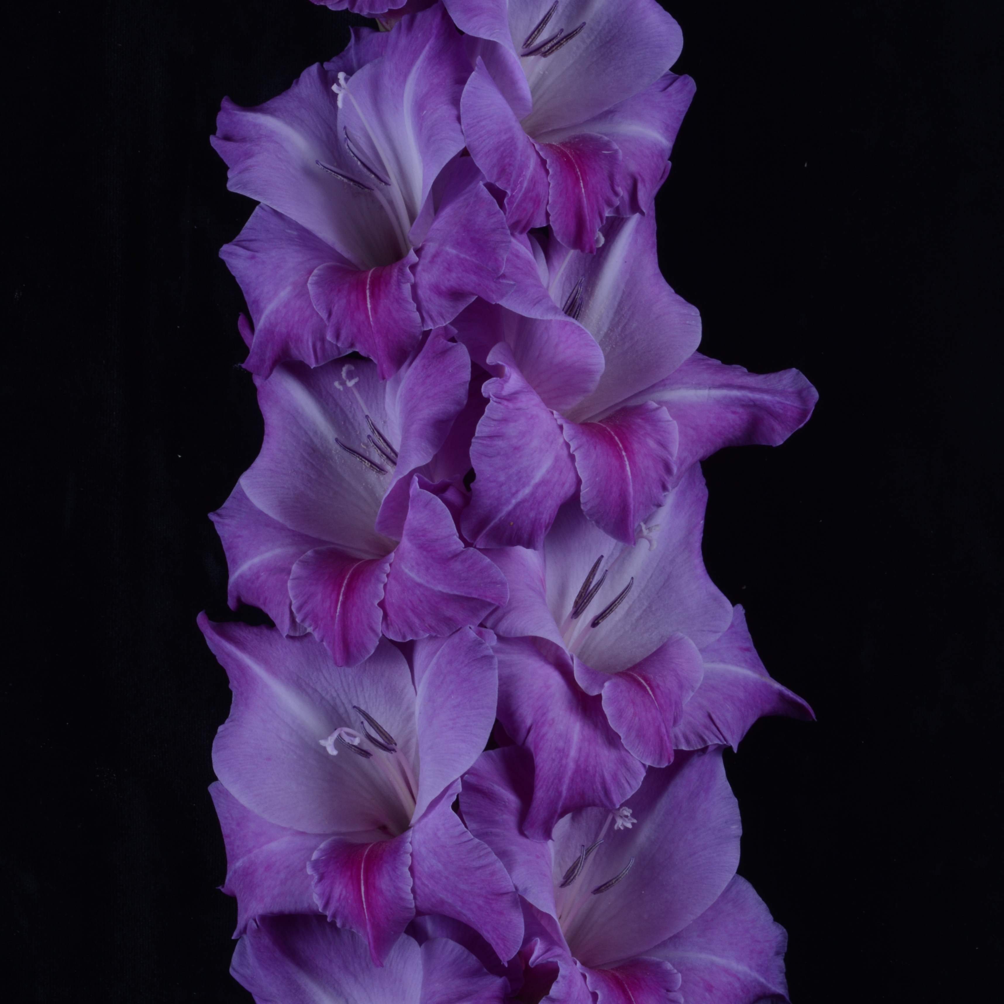 Гладиолус крупноцветковый Блю Бьюти