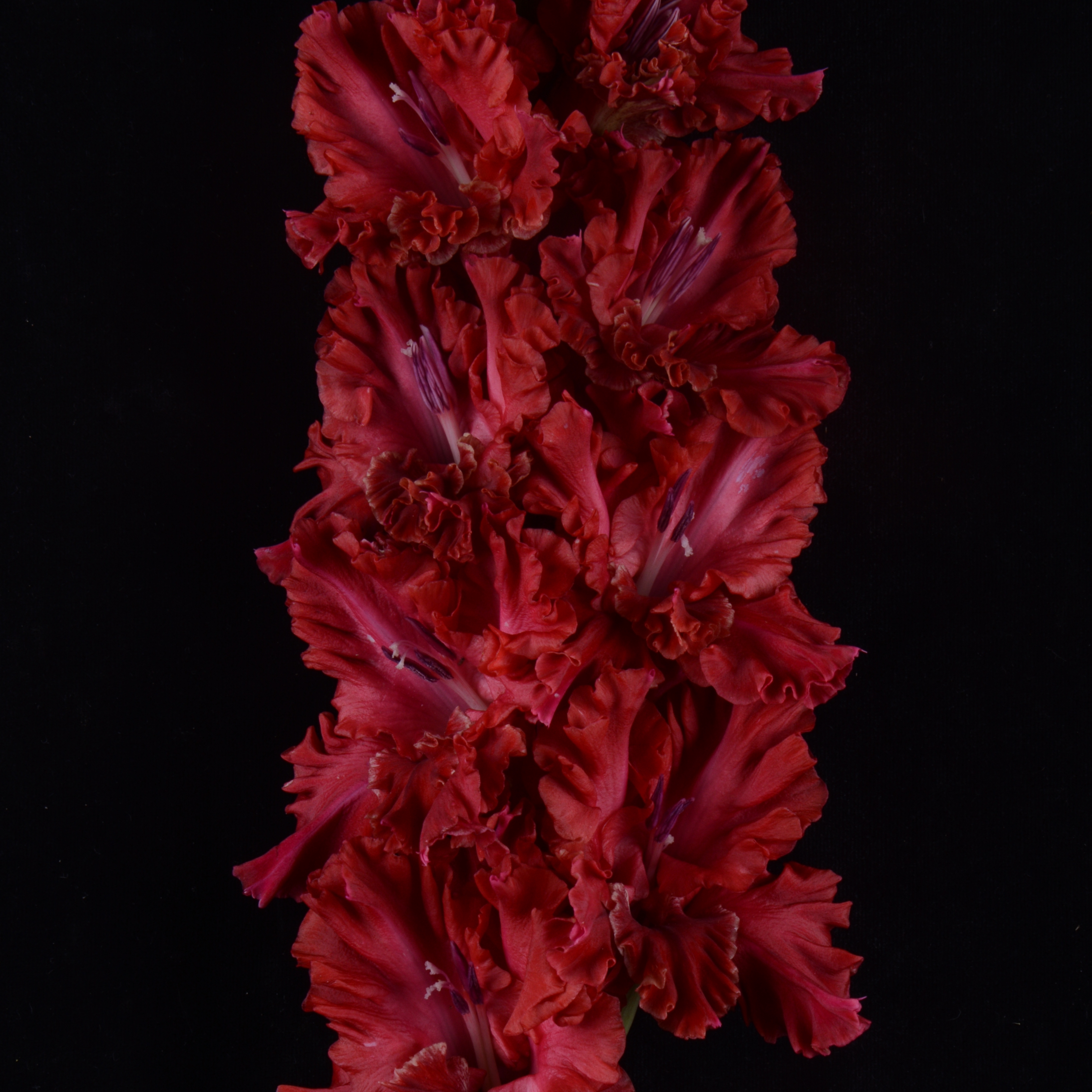 Гладиолус крупноцветковый Выдвиженец