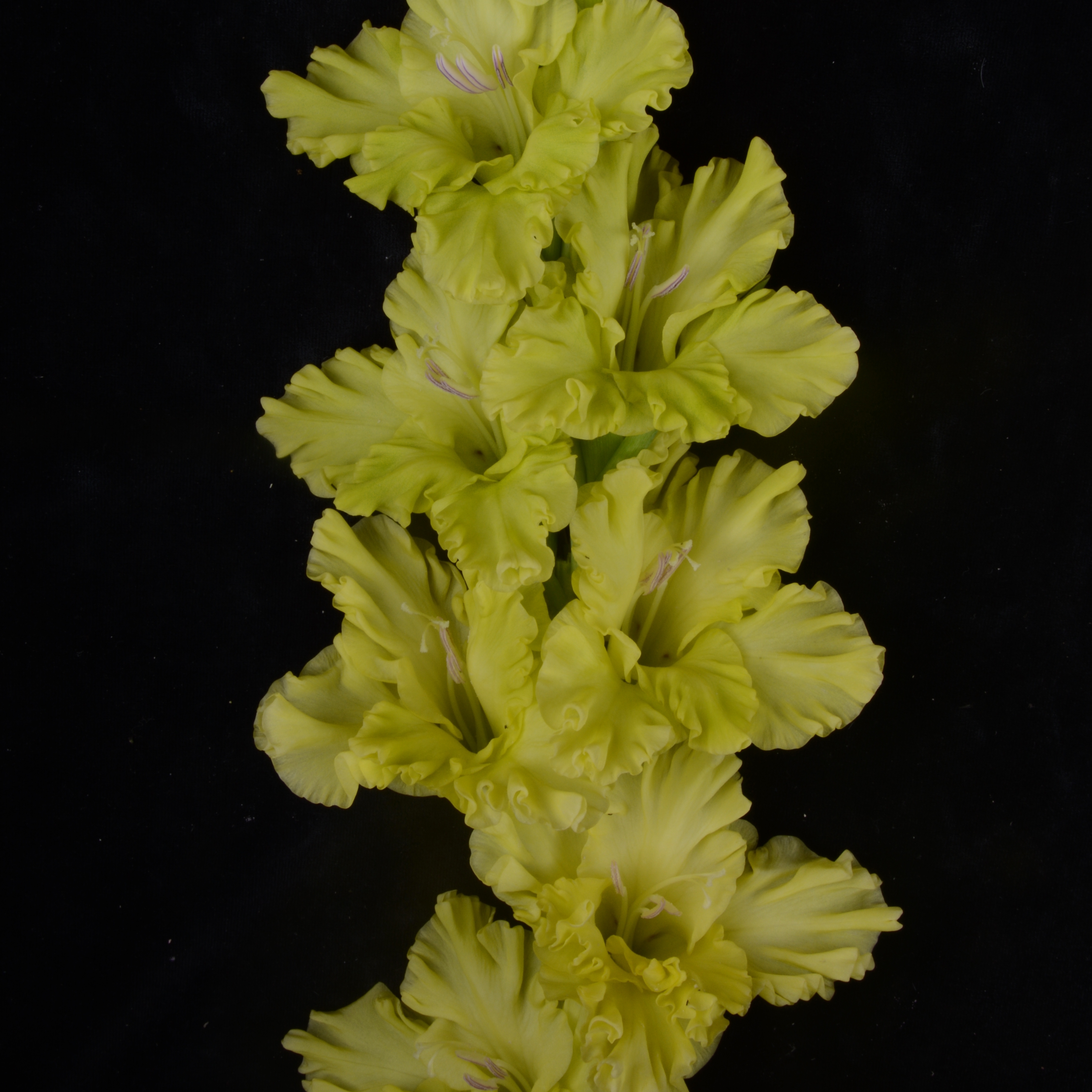 Гладиолус крупноцветковый Зеленый Змий