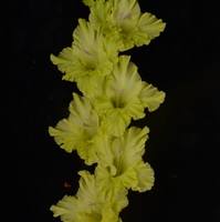 Гладиолус крупноцветковый Зелёные Человечки