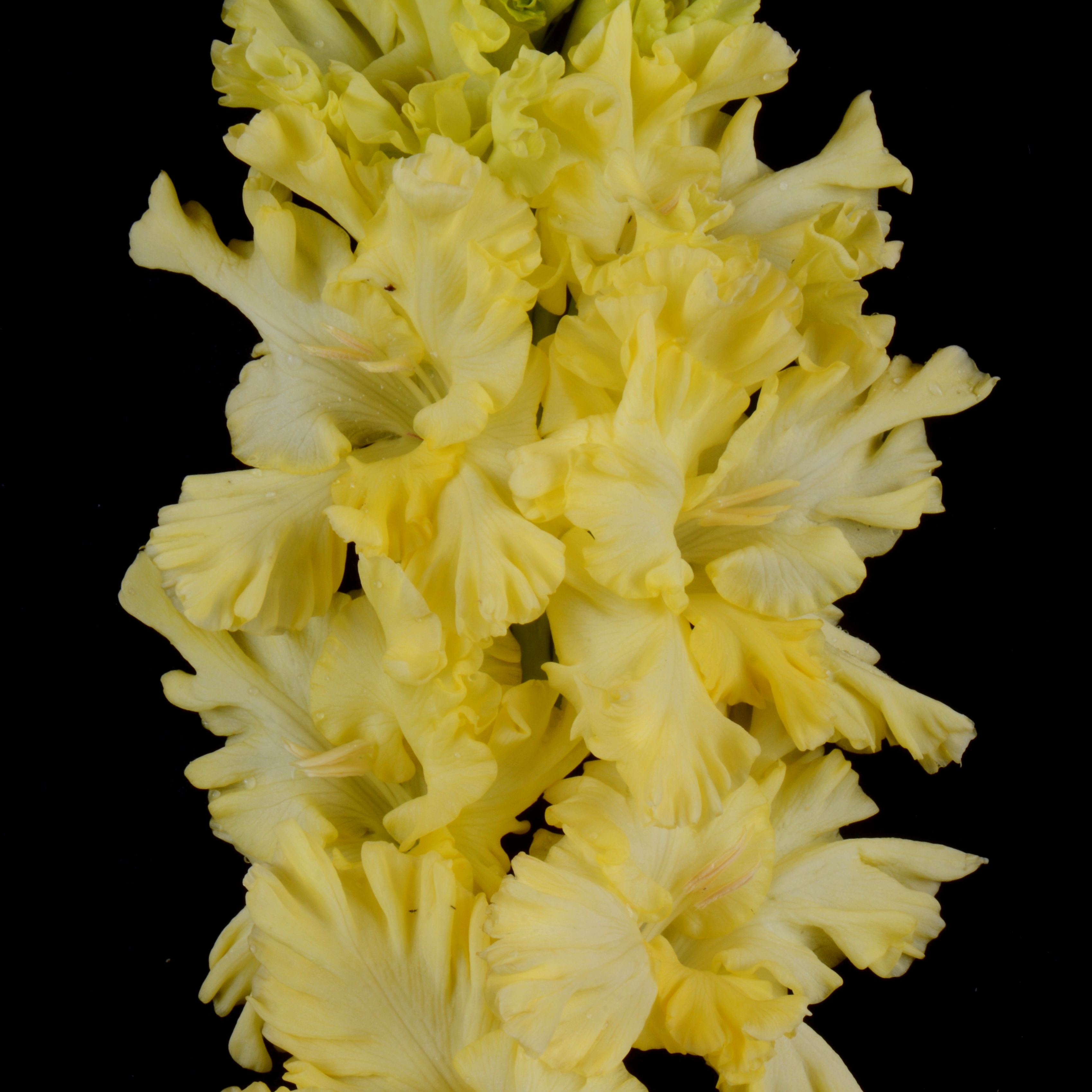 Гладиолус крупноцветковый Золото Партии