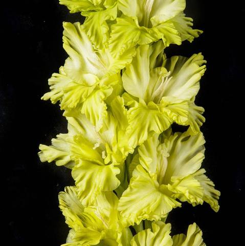 Гладиолус крупноцветковый Йода
