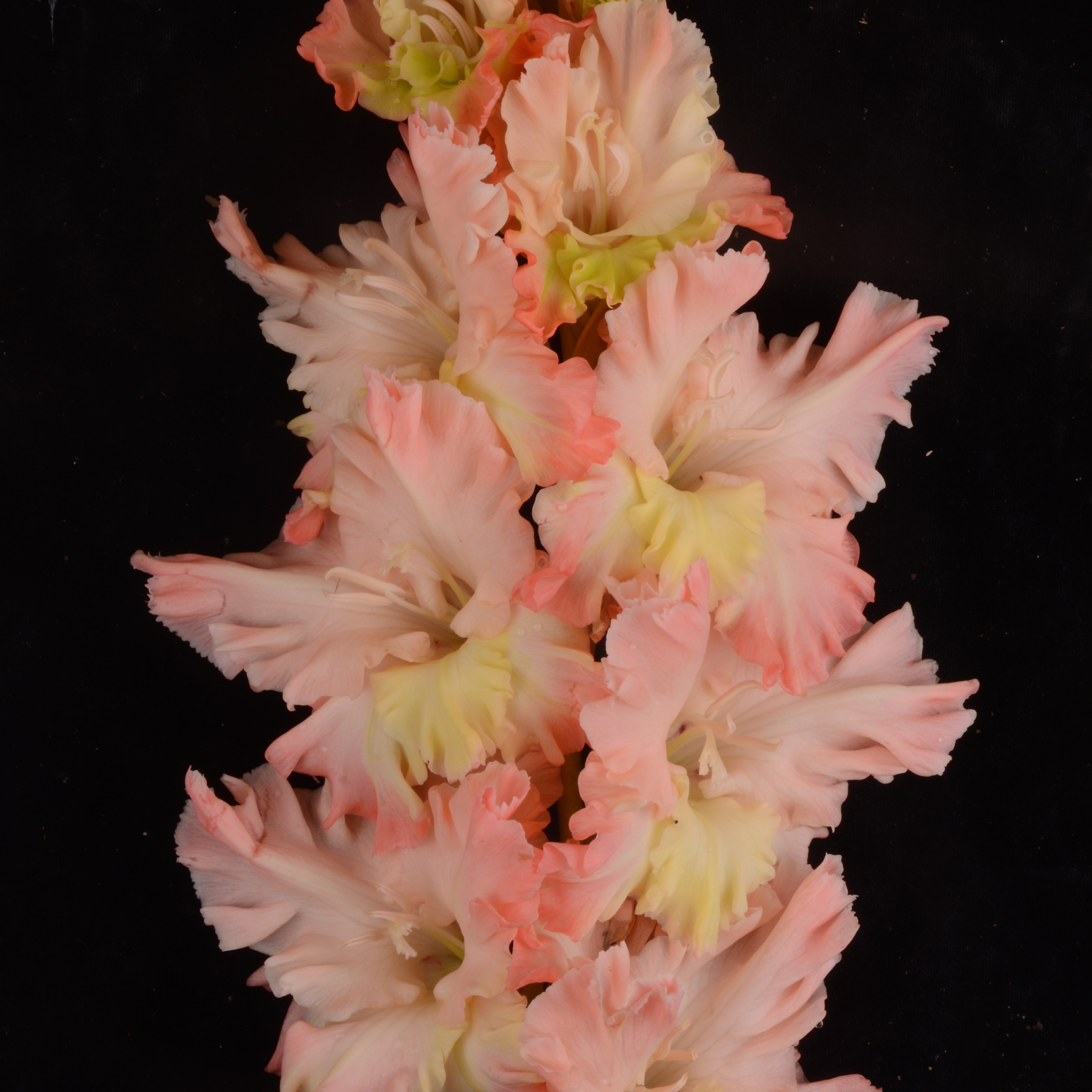 Гладиолус крупноцветковый Канкан