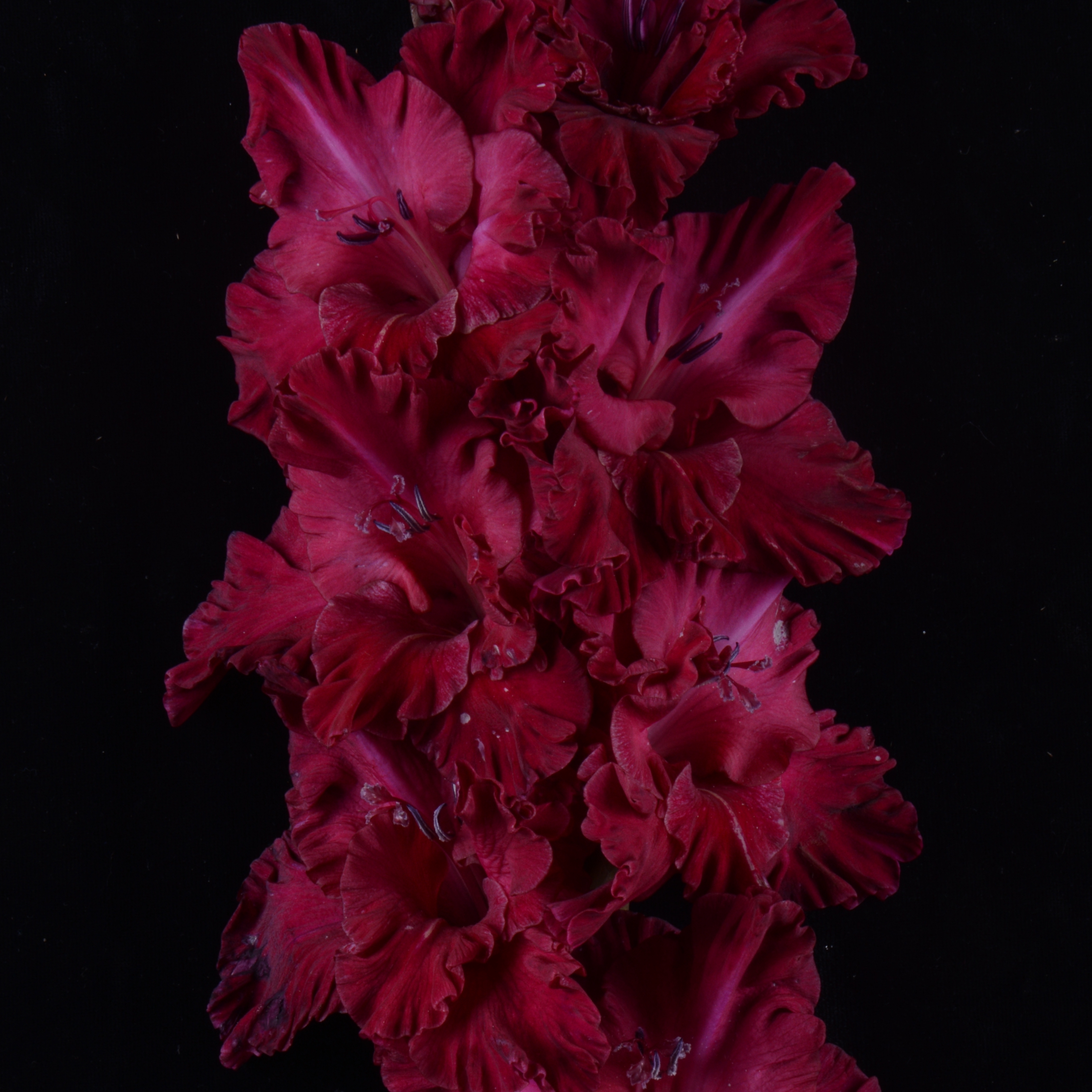 Гладиолус крупноцветковый Каракуль