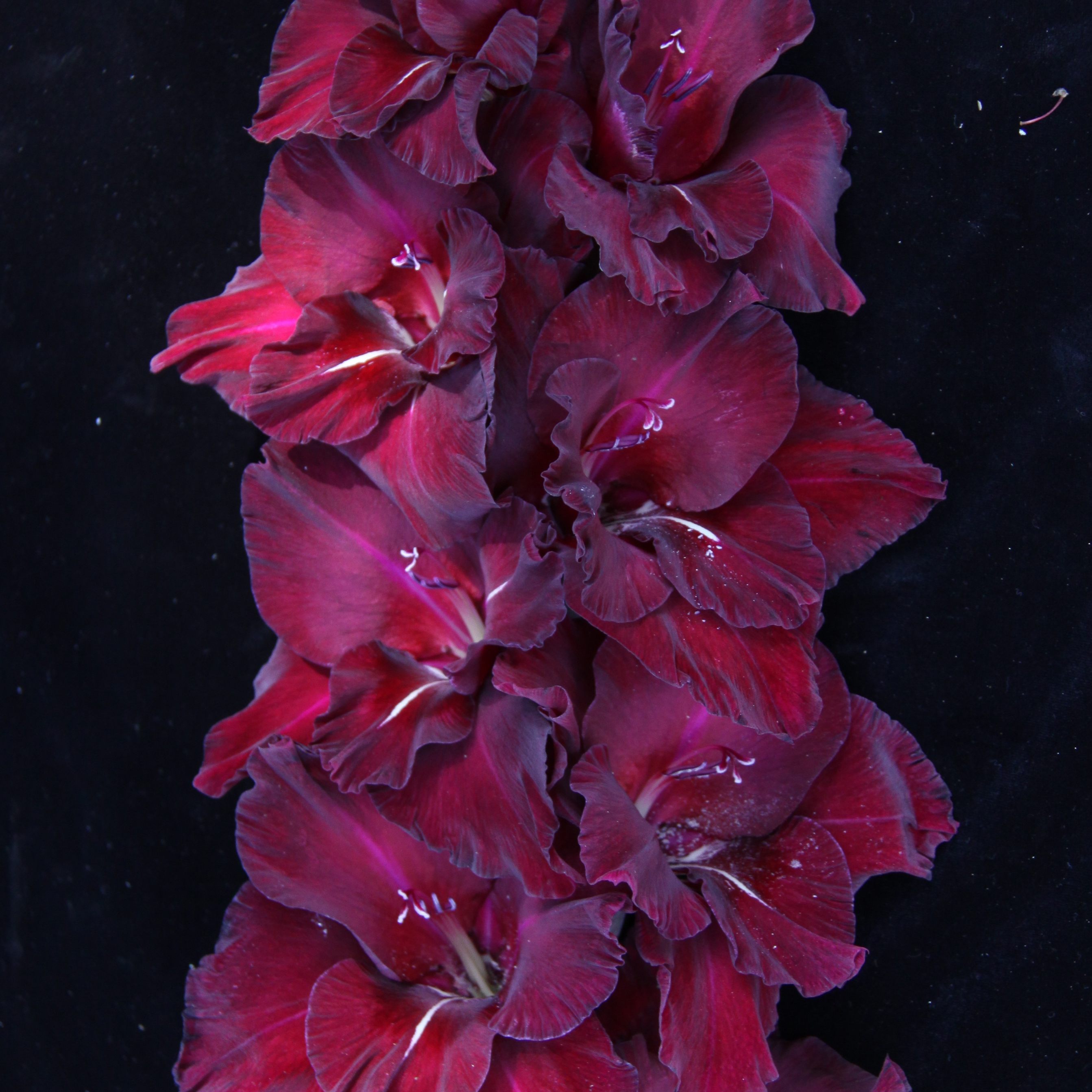 Гладиолус крупноцветковый Кармен