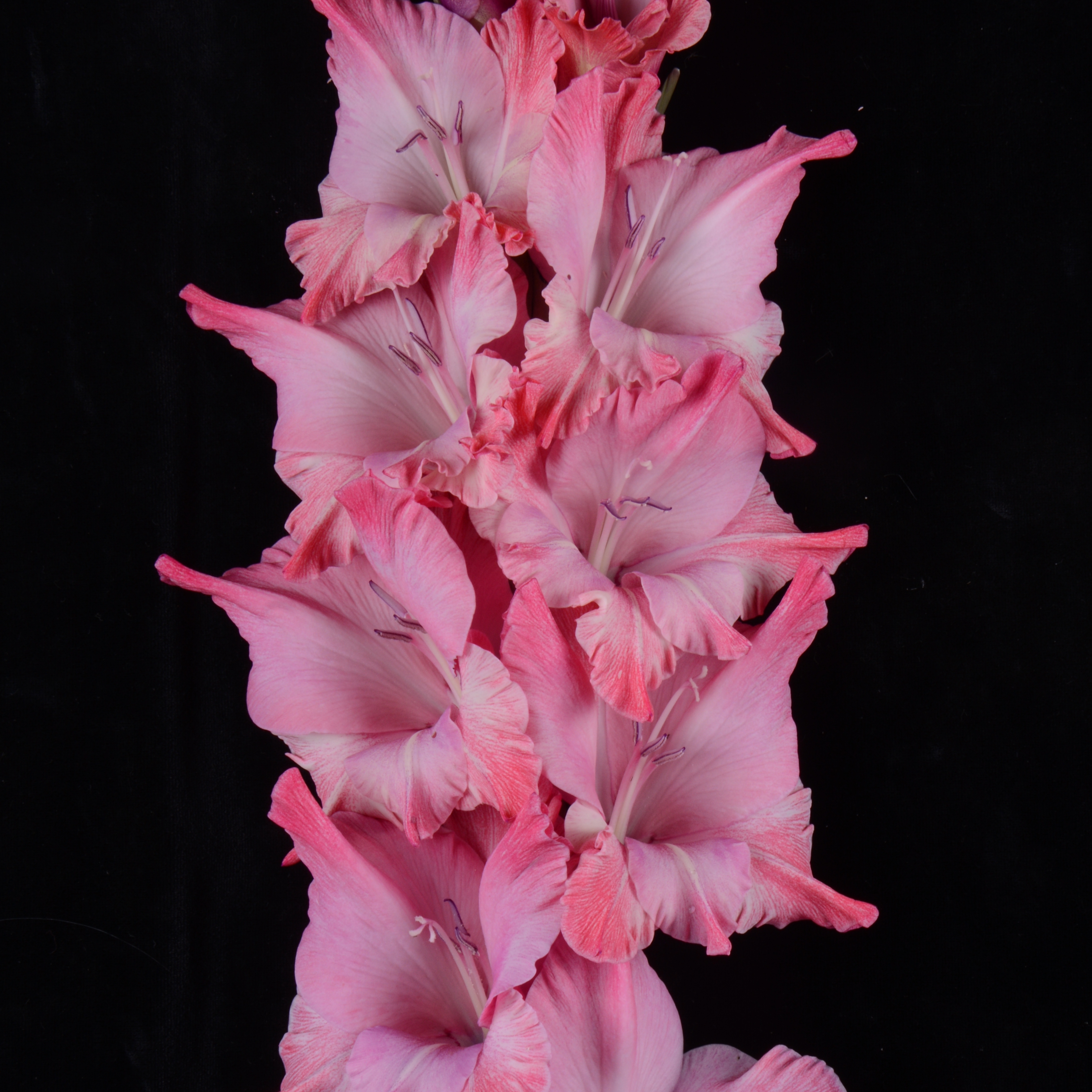 Гладиолус крупноцветковый Клод Моне