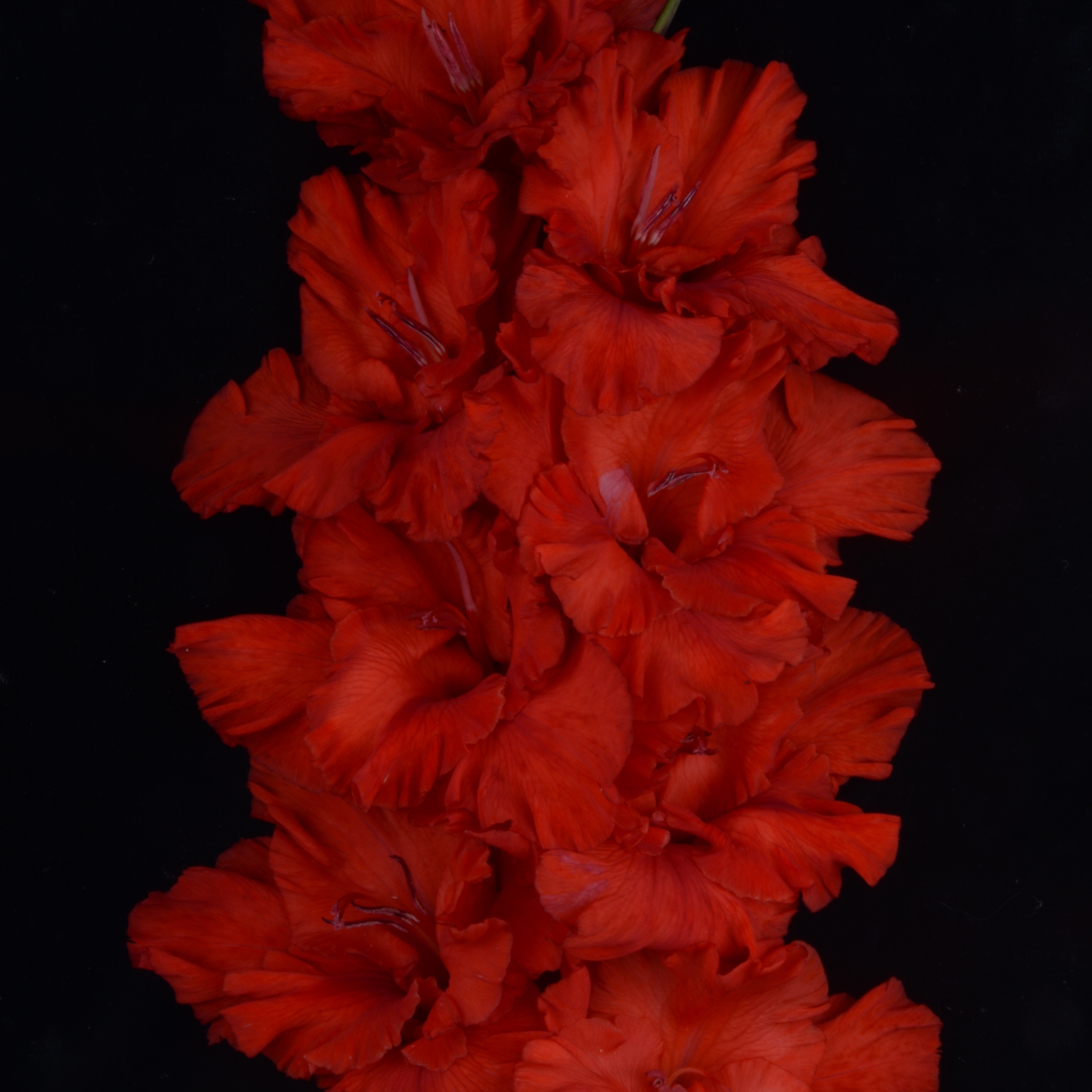 Гладиолус крупноцветковый Колеса Любви