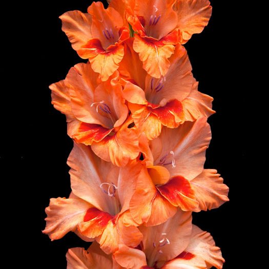 Гладиолус крупноцветковый Королева Эстрады