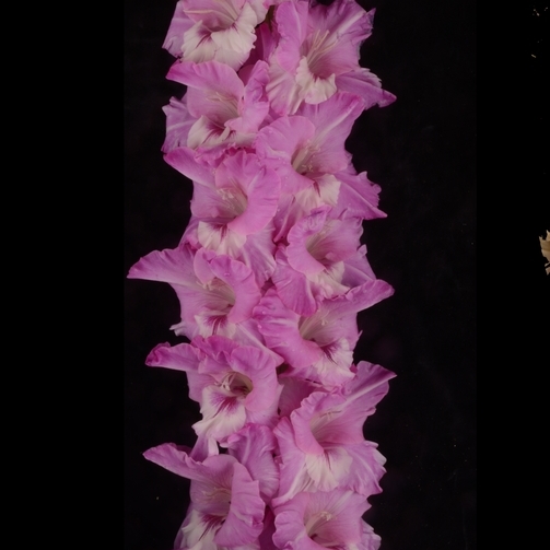 Гладиолус крупноцветковый Лестница В Небо