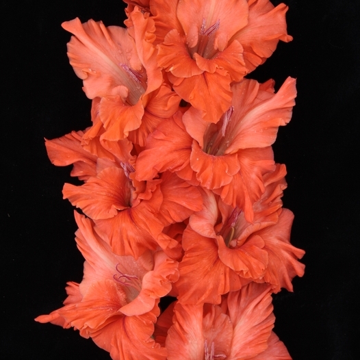 Гладиолус крупноцветковый Летний Этюд