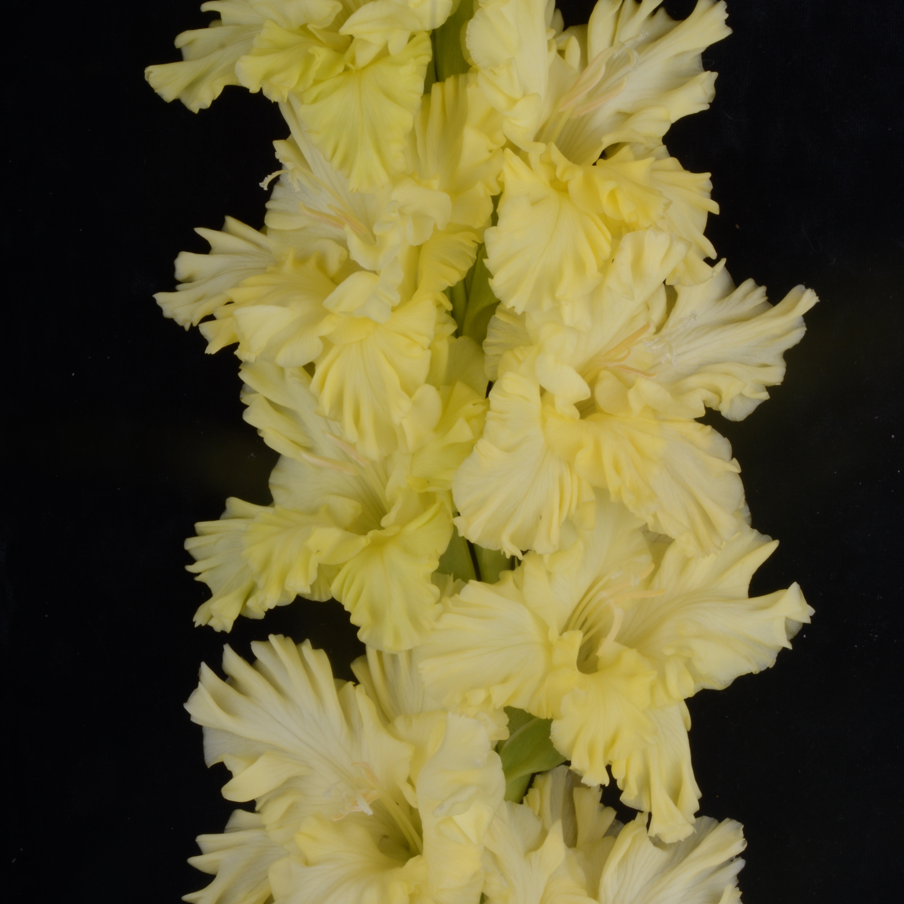 Гладиолус крупноцветковый Лунатик