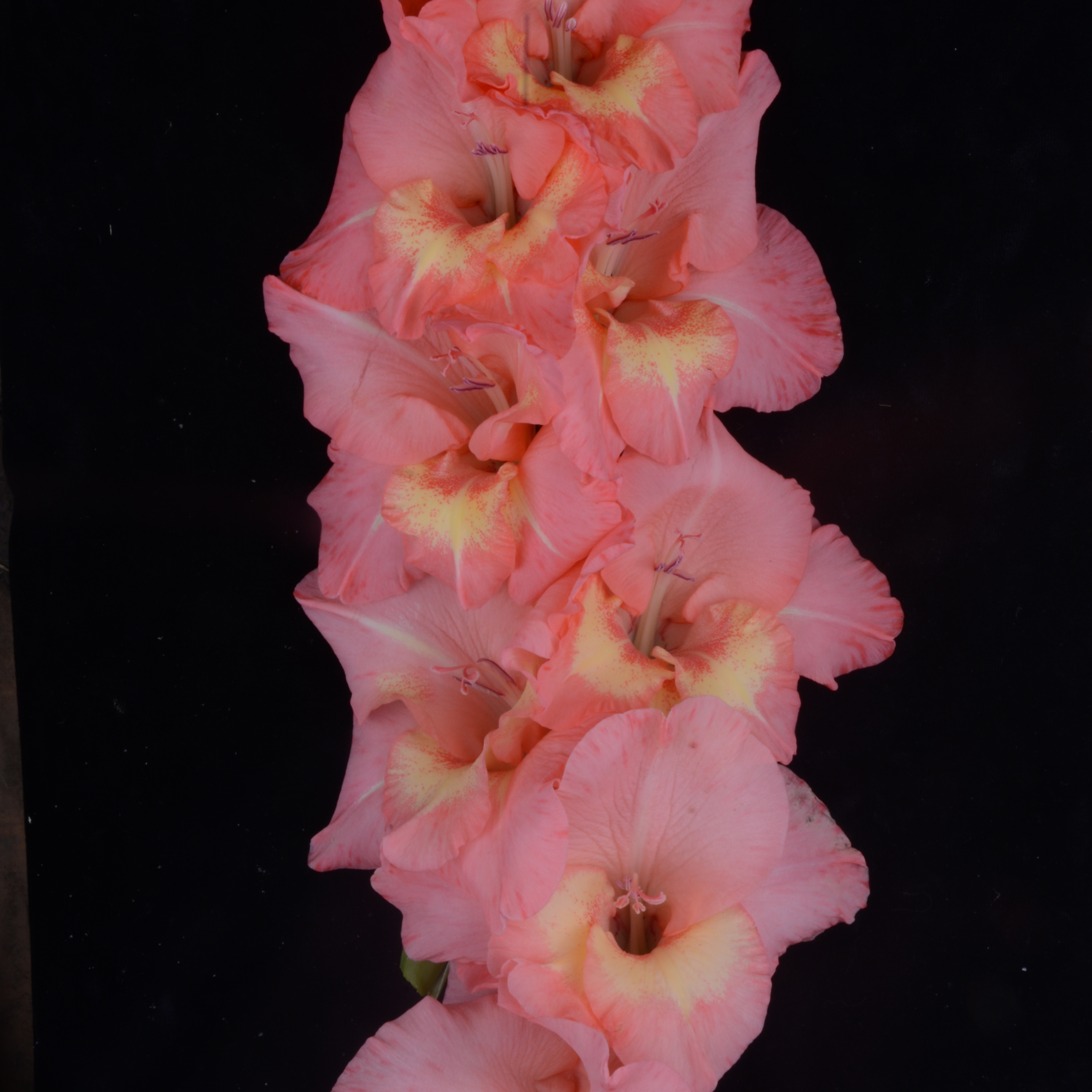 Гладиолус крупноцветковый Мамонтенок