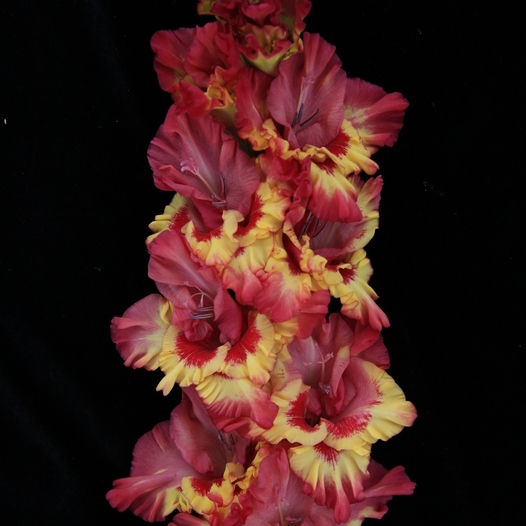 Гладиолус крупноцветковый Марго
