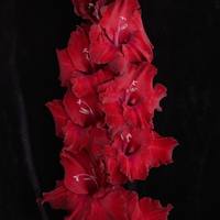 Гладиолус крупноцветковый Марроканец