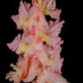 Гладиолус крупноцветковый На Сопках Маньчжурии