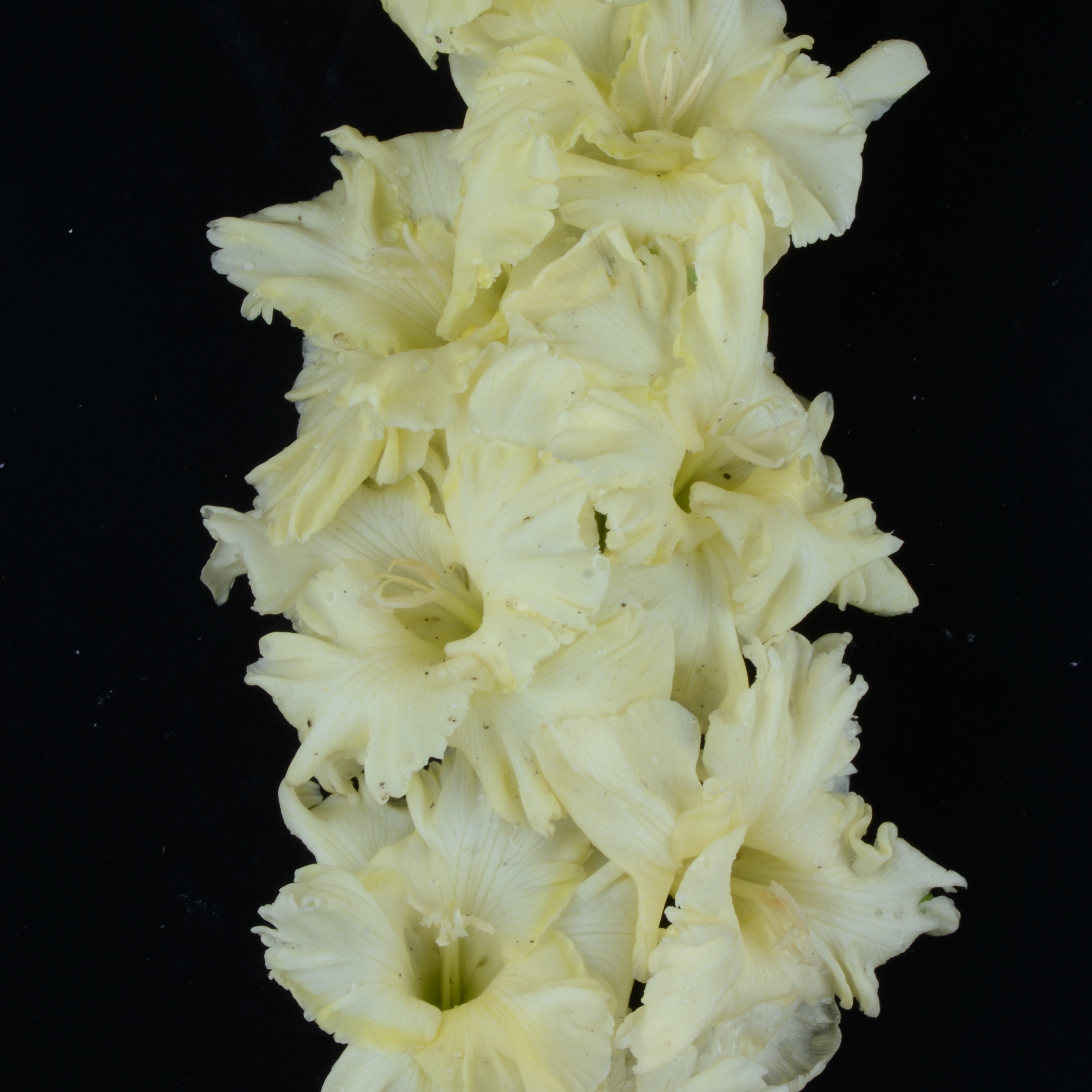 Гладиолус крупноцветковый Нарцисс
