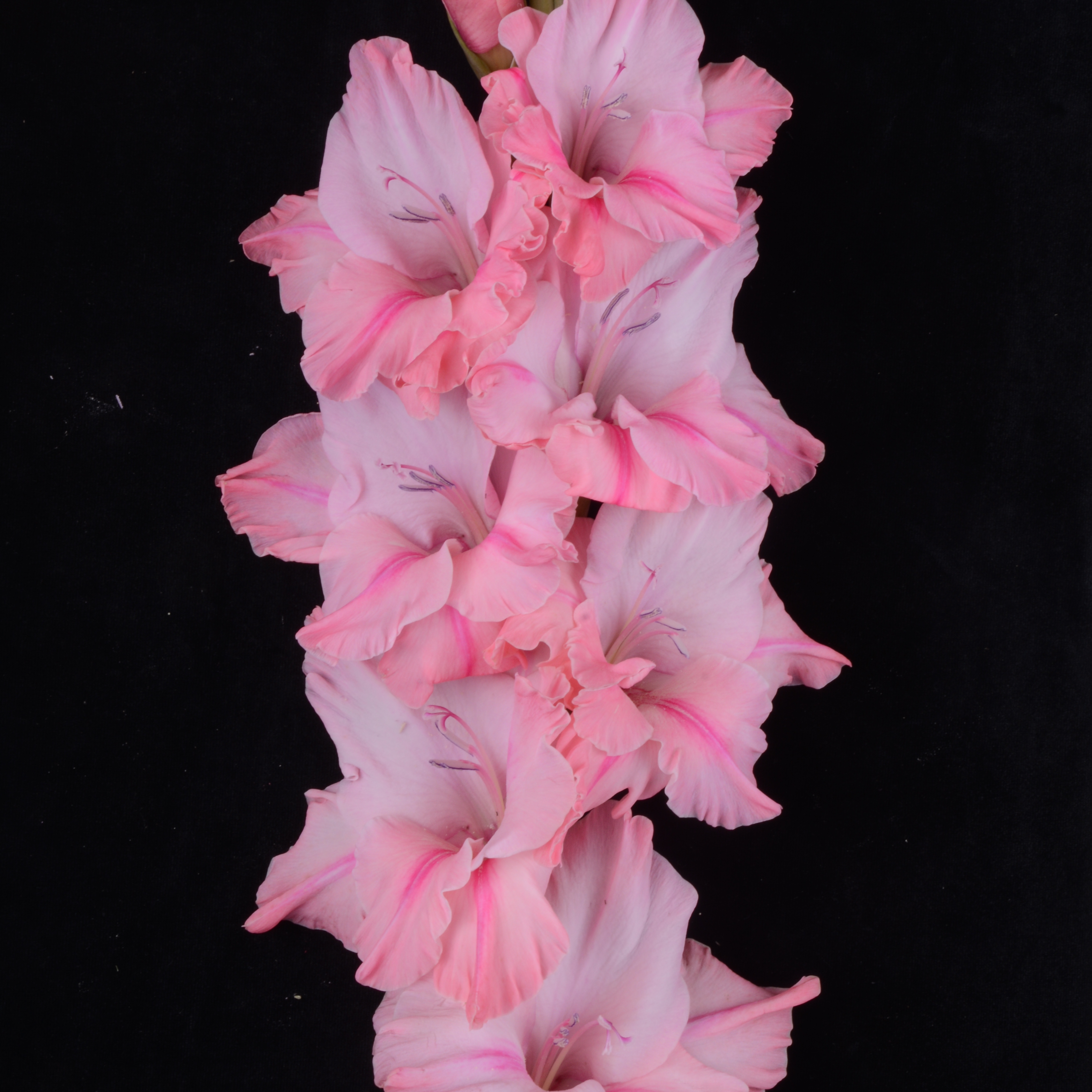 Гладиолус крупноцветковый Небоскреб
