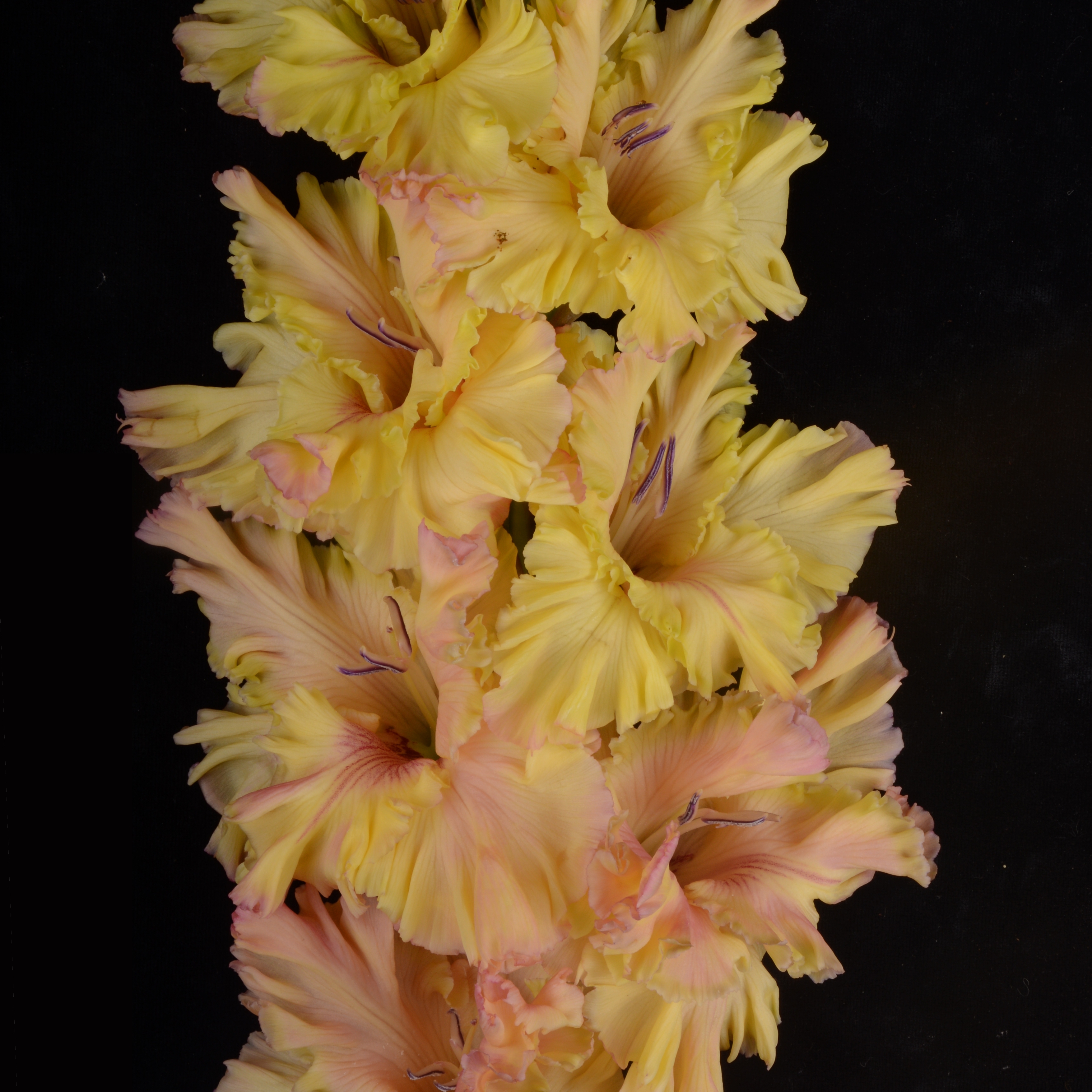 Гладиолус крупноцветковый Неправильный Мед